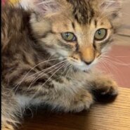 【保護猫】ゆう推定3ヶ月♂キジトラ