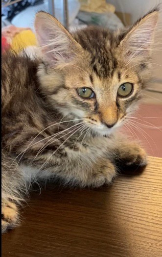 【保護猫】ゆう推定3ヶ月♂キジトラ
