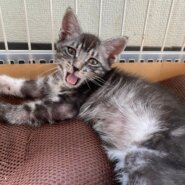 【保護猫】じゅん推定4ヶ月♂サバトラ