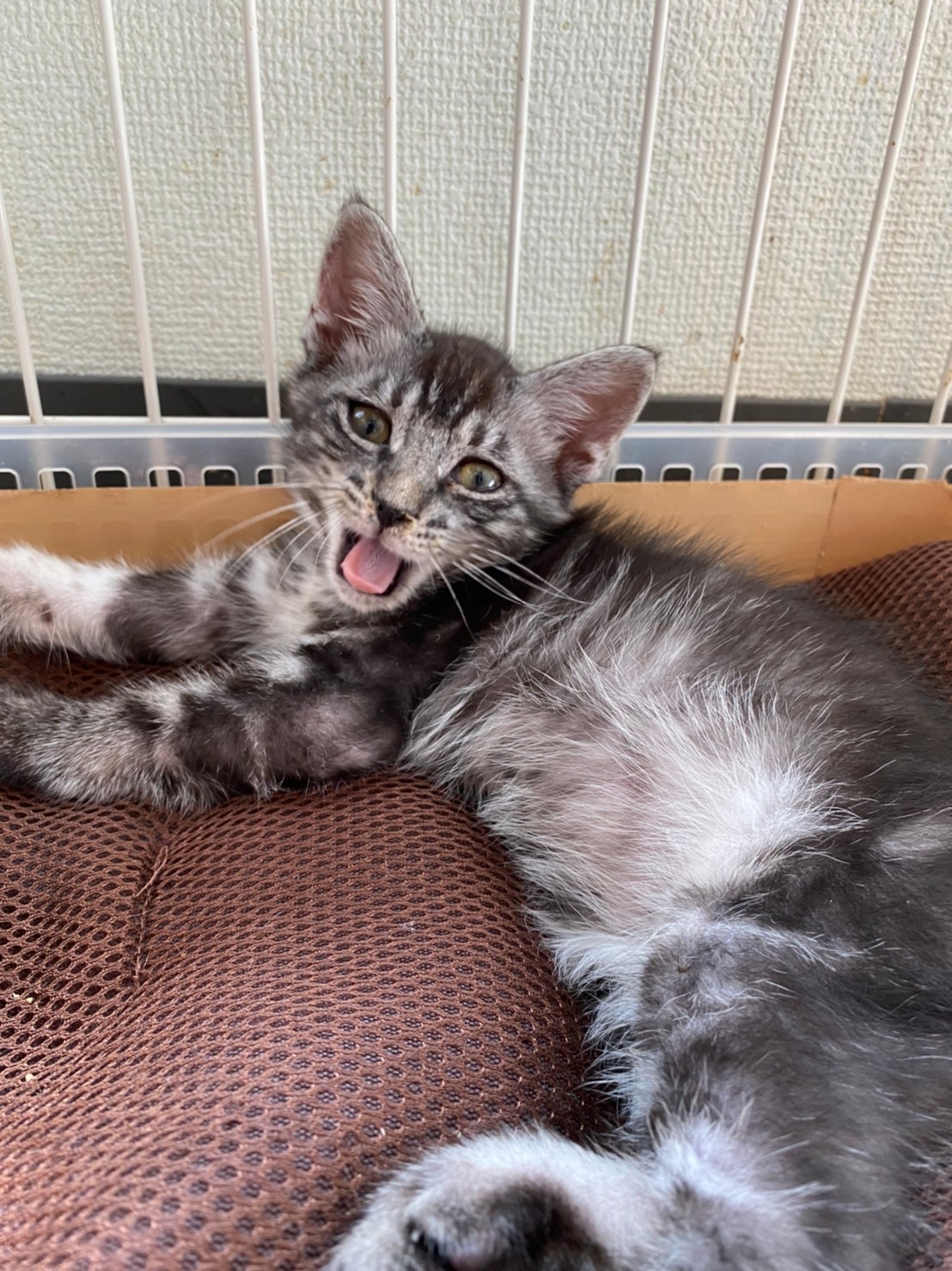 【保護猫】じゅん推定4ヶ月♂サバトラ