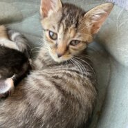 【保護猫】マロン推定5ヶ月♀キジトラ