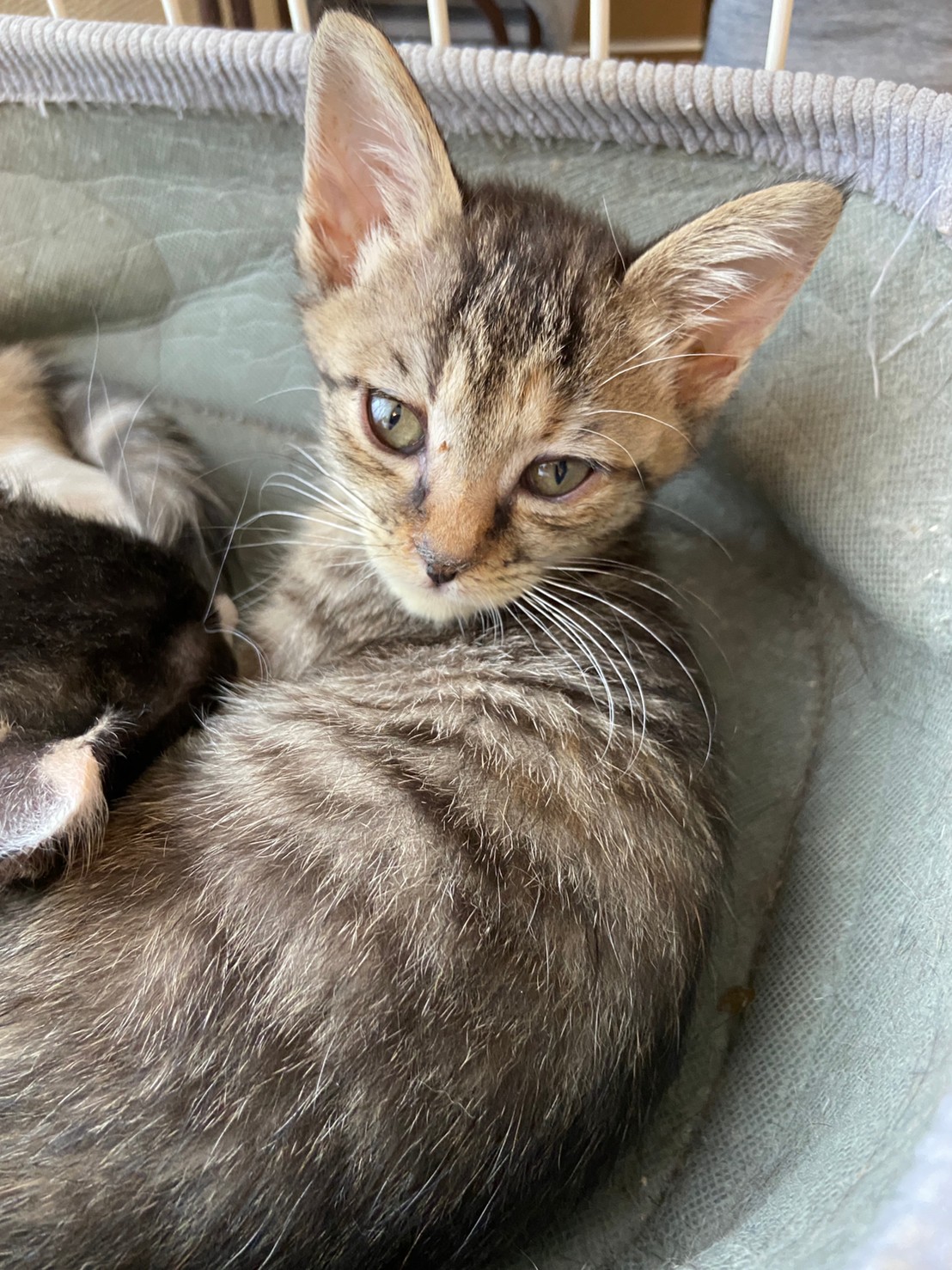 【保護猫】マロン推定5ヶ月♀キジトラ