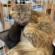 【保護猫】みるきー推定8ヶ月♀キジ長毛