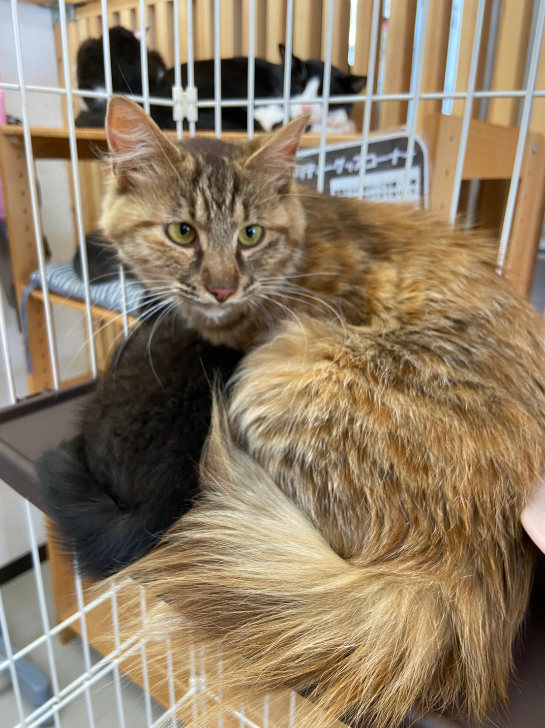 【保護猫】みるきー推定8ヶ月♀キジ長毛