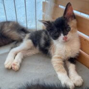 【保護猫】とと推定5ヶ月♀三毛