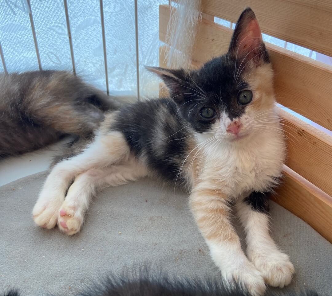 【保護猫】とと推定5ヶ月♀三毛