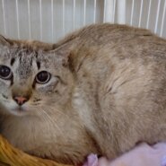 【保護猫】ドラミ推定6歳♀キジ