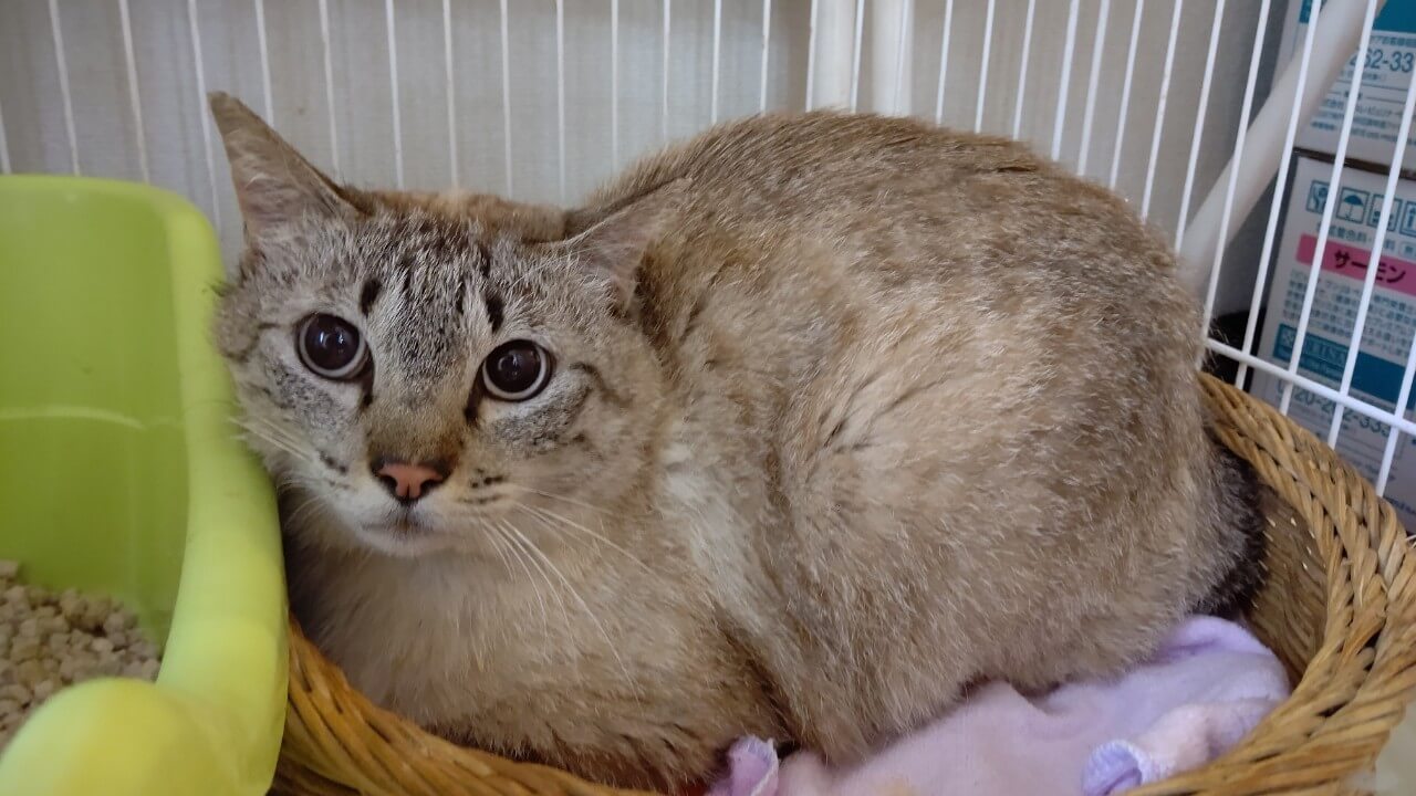 【保護猫】ドラミ推定6歳♀キジ
