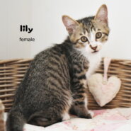 　「一時保留中です。」　　　仔猫の女の子。***山に捨てられてた猫一家保護しました。