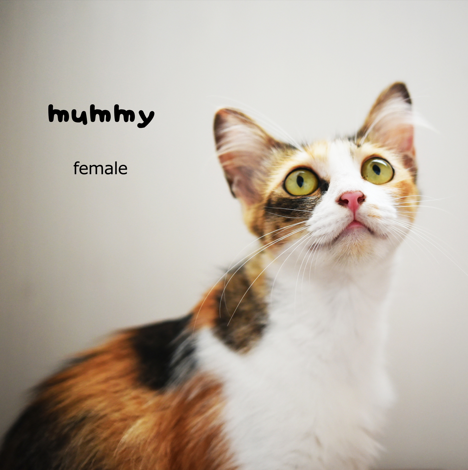 「一時保留中です。」山で仔猫を守り抜いたママ猫に幸せを!