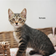 　「一時保留中です。」　仔猫の女の子。***山に捨てられてた猫一家保護しました。