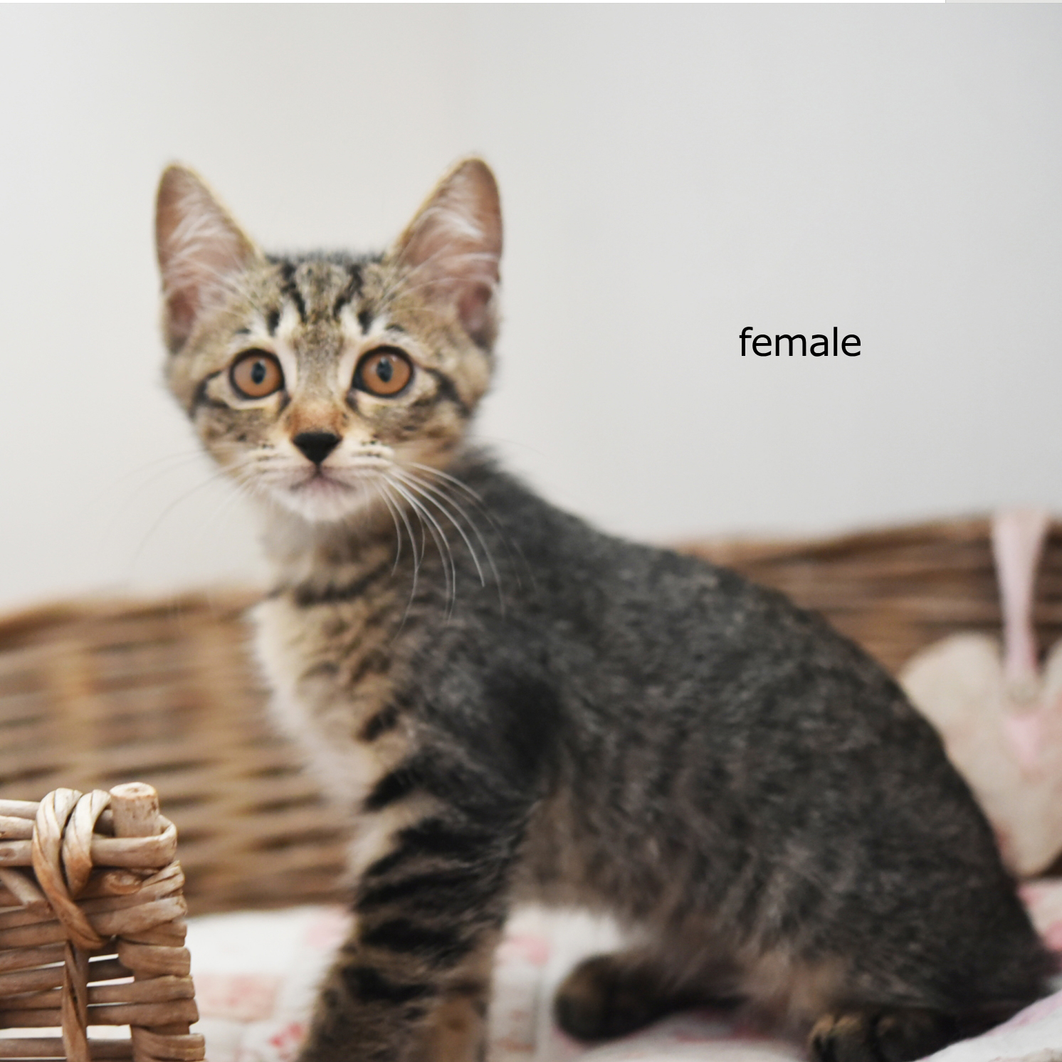 　「一時保留中です。」　仔猫の女の子。***山に捨てられてた猫一家保護しました。