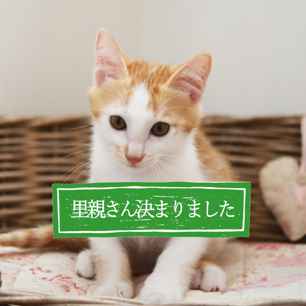 感謝。とっても良いご縁をいただきました。山に捨てられてた猫一家保護