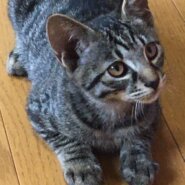 生後約３ヶ月の子猫（男の子）