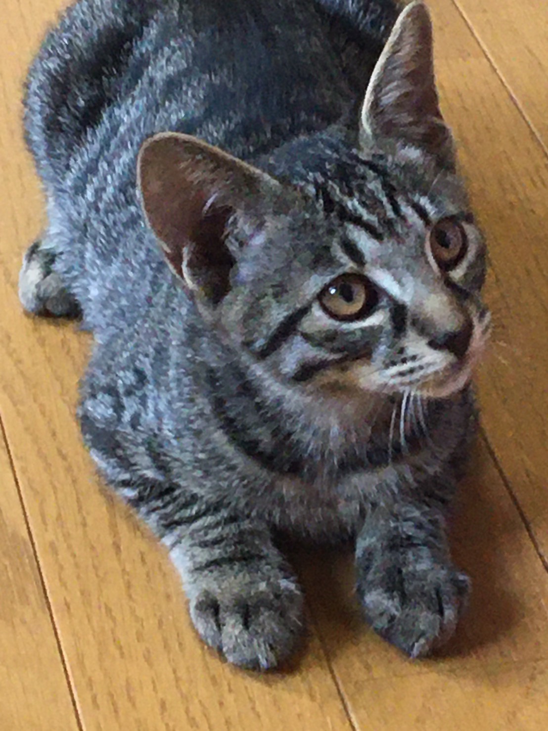 生後約３ヶ月の子猫（男の子）