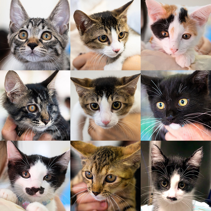 納涼子猫まつり／愛知県みよし市