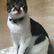 【里親決定】サバ白・グリーンの瞳が綺麗な優しい男の子