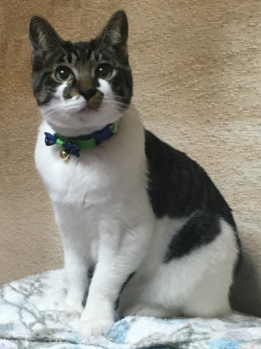 【里親決定】サバ白・グリーンの瞳が綺麗な優しい男の子