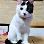 【里親決定】白黒ウシ柄・元気いっぱい小柄なおてんば娘