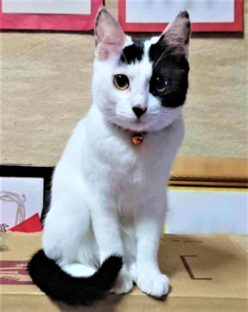 【里親決定】白黒ウシ柄・元気いっぱい小柄なおてんば娘