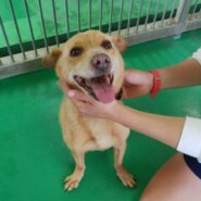 右後脚脱臼未治療★笑顔かわいいシフォンちゃん