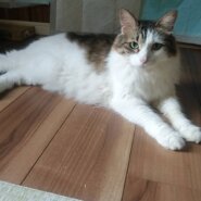 ぽち推定6歳♂️キジ白