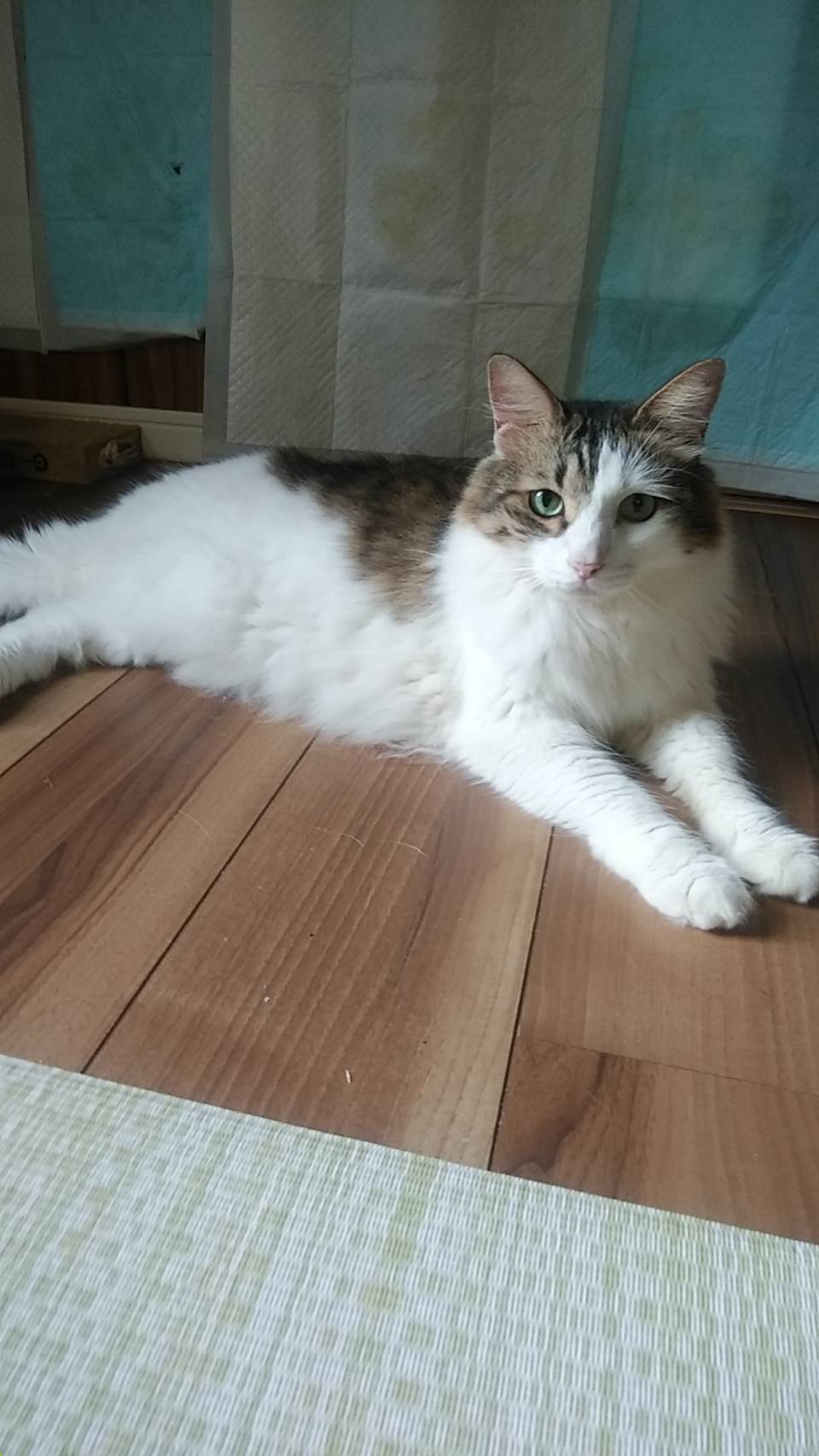 ぽち推定6歳♂️キジ白