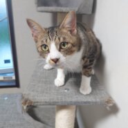 1才半のキジ白(オス)甘えん坊