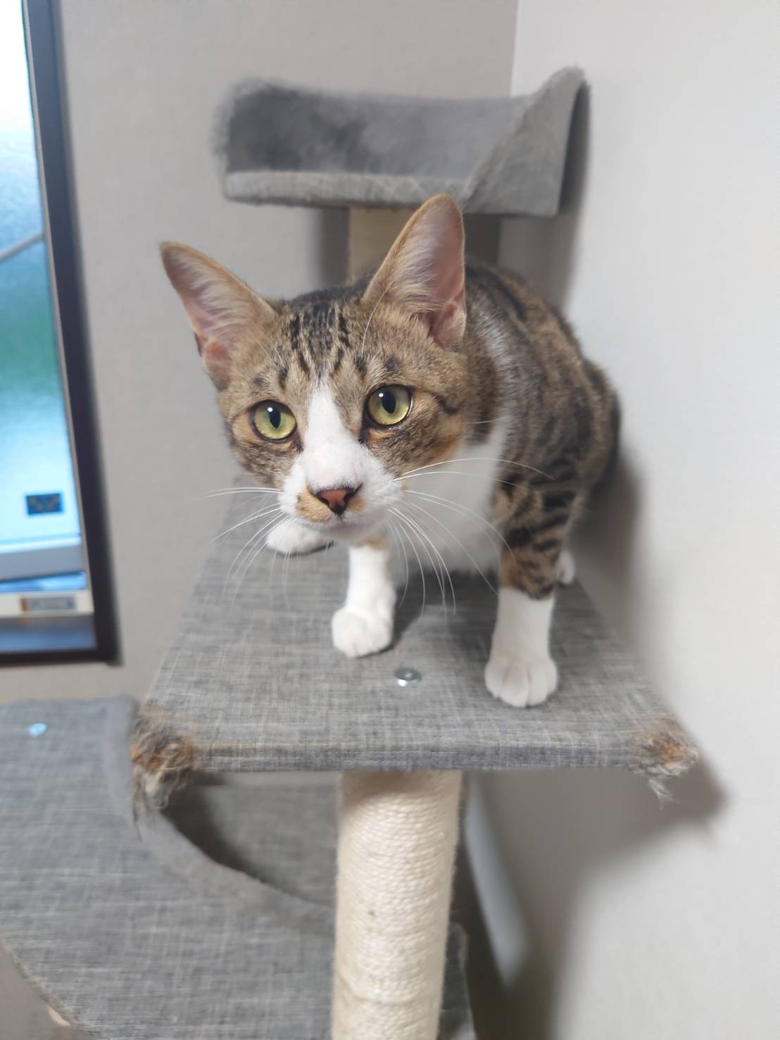 1才半のキジ白(オス)甘えん坊