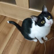 はち推定5歳♂️白黒ハチワレ