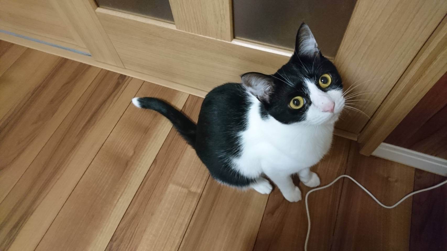 はち推定5歳♂️白黒ハチワレ