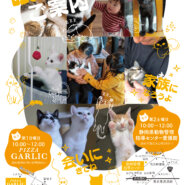 猫の譲渡会inピザガーリック