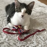 【保護猫】マーチ推定3ヶ月♂️キジ白