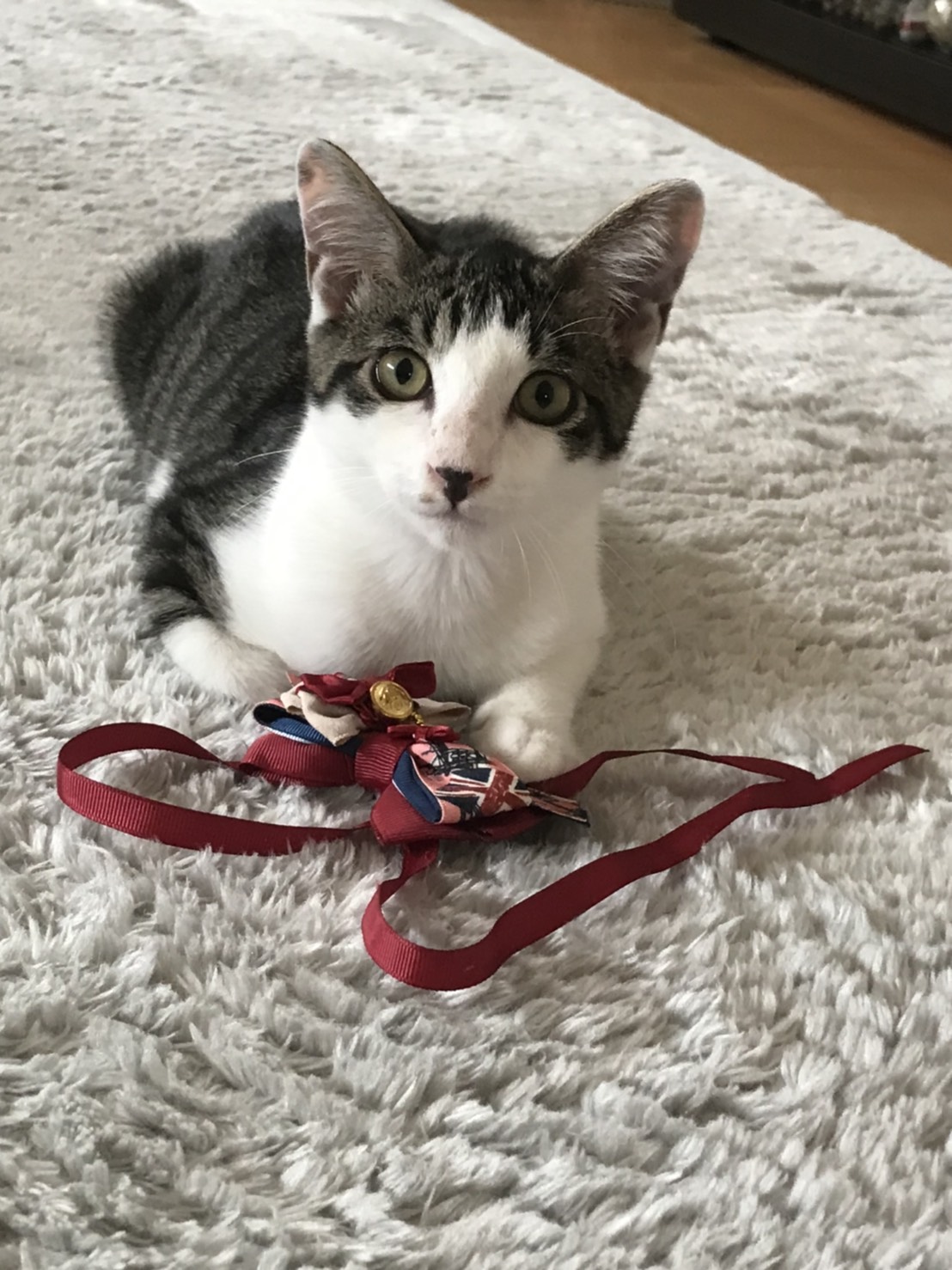 【保護猫】マーチ推定3ヶ月♂️キジ白