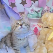 オリ&マレ里親様決定❁⃘*.ﾟ