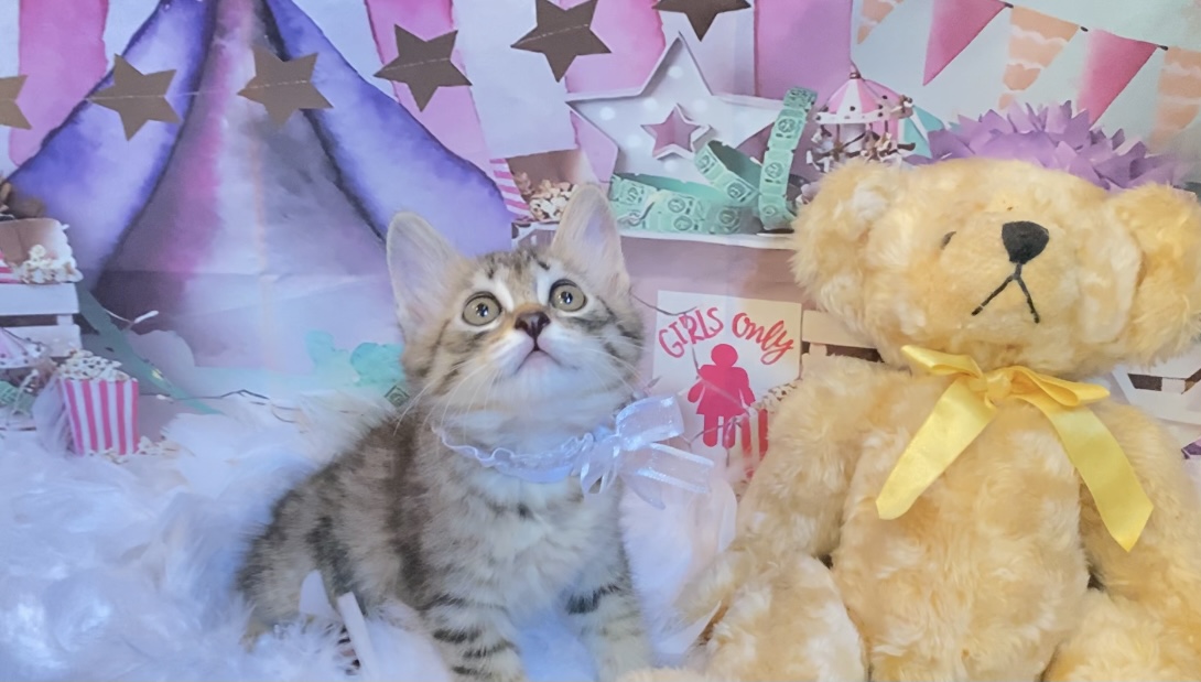 オリ&マレ里親様決定❁⃘*.ﾟ