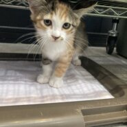 里親様決定いたしました