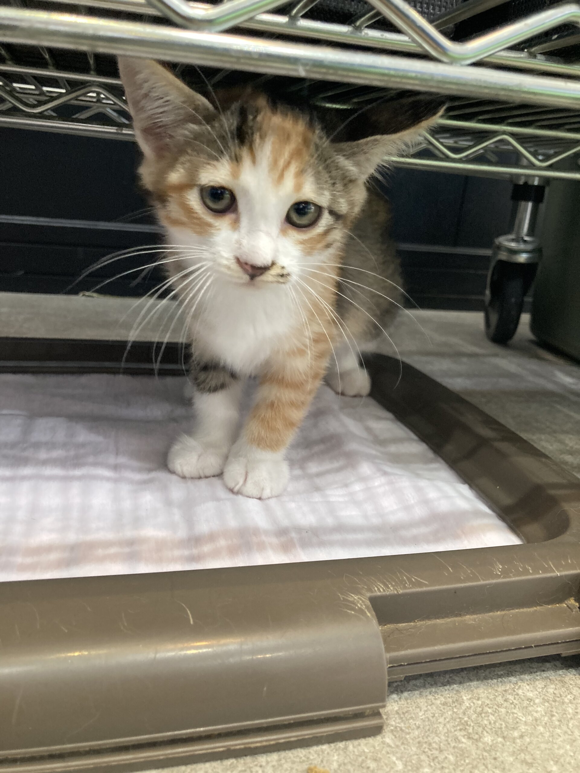 里親様決定いたしました