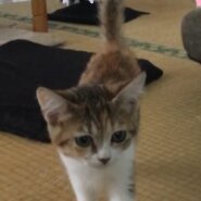 里親様決定しました。ありがとうございました。