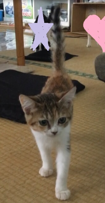 里親様決定しました。ありがとうございました。