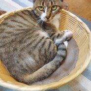 キジシロの成猫です。女の子です。耳カットしています。