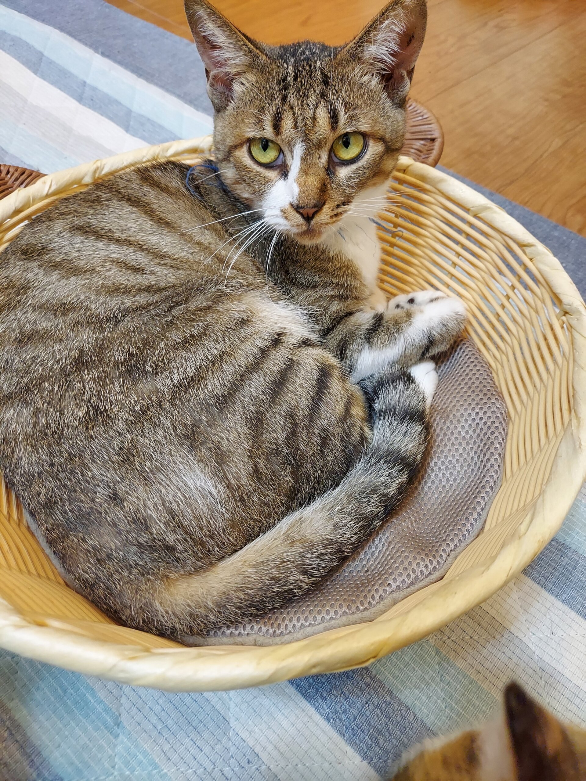 キジシロの成猫です。女の子です。耳カットしています。