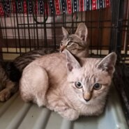 シャムミックス兄妹