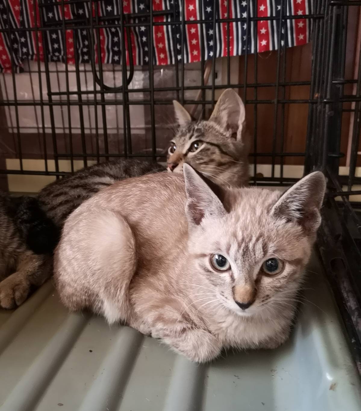 シャムミックス兄妹