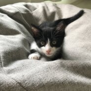 生後二ヶ月のハチワレ男の子