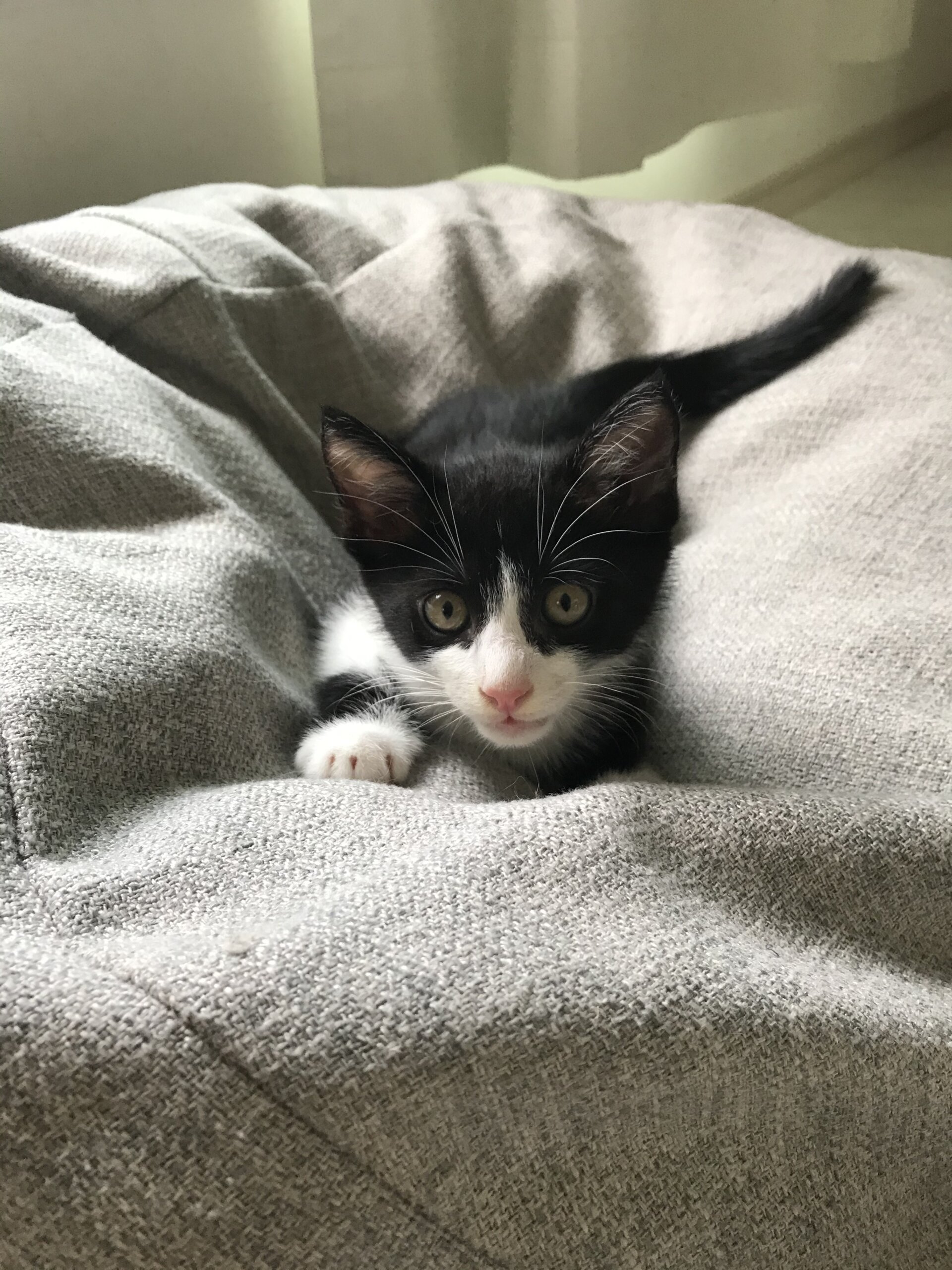 生後二ヶ月のハチワレ男の子