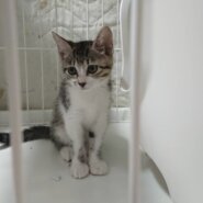 生後2.5ヶ月前後のキジ白子猫（女の子）