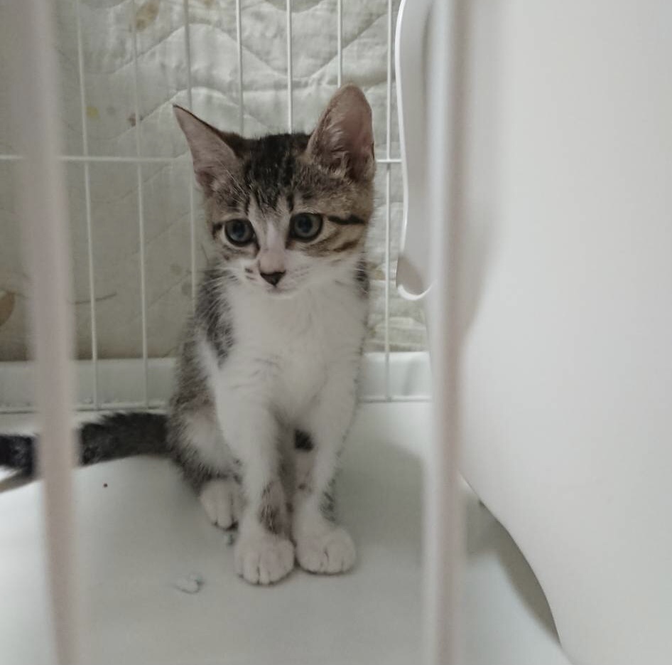 生後2.5ヶ月前後のキジ白子猫（女の子）