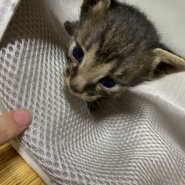 生後１ヶ月の子猫ちゃん