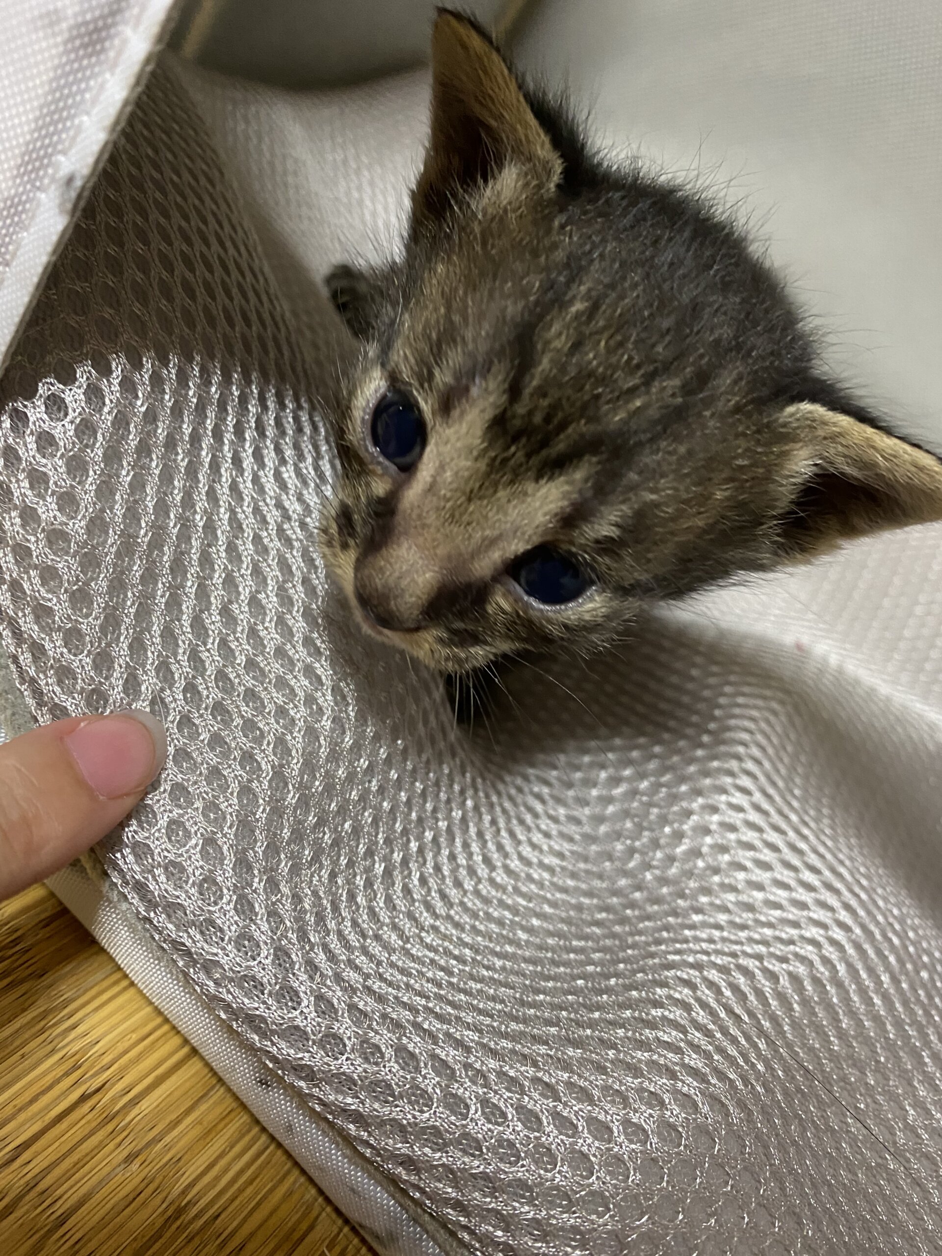 生後１ヶ月の子猫ちゃん